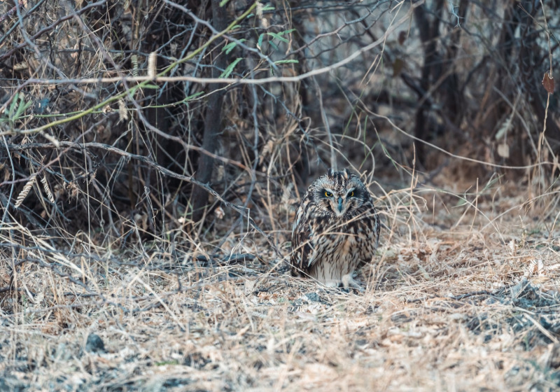 Short-eared Owl Photography Tours 2026