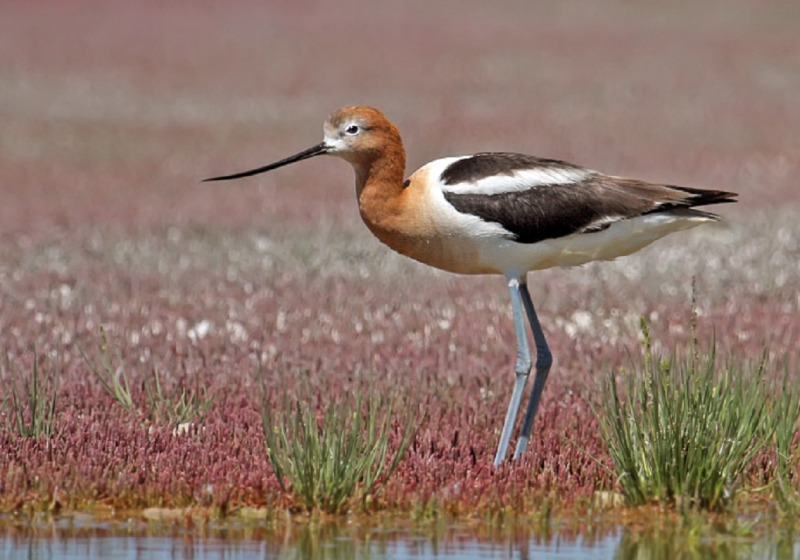 Van Scoy Lakes Birding Tour – 6 hours with fascinating woodland and water birds