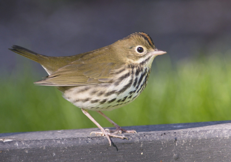 Warbler Walking Tour – 2 hours searching for beautiful gems of the bird world