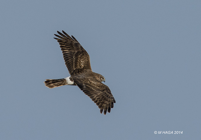 Wild Raptor Tour – a great natural experience in 2026