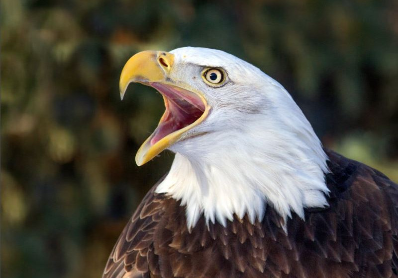 View the great Bald Eagle in 2026