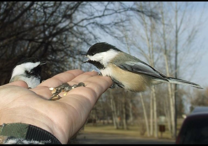 Cheerful Chickadee Feeding and Photography Tours 2026