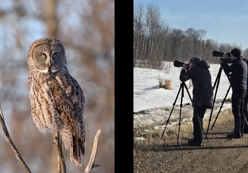 Great Gray Owl Photography Tours 2026: Quest for Great Grays and Hawk Owls