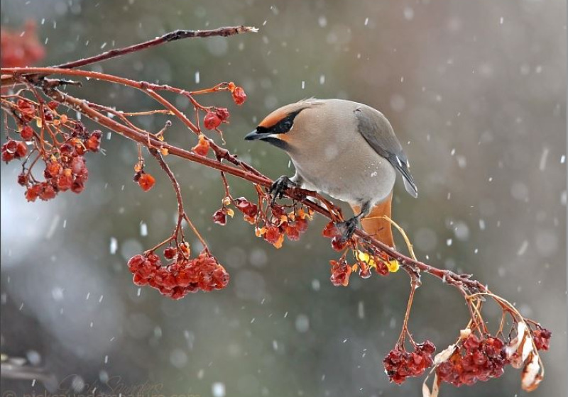 Saskatoon Winter Birdwatching Tour 2026