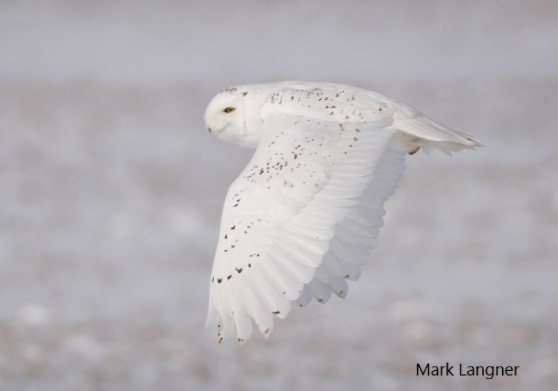 Snowy Owl Viewing Tours near Saskatoon
