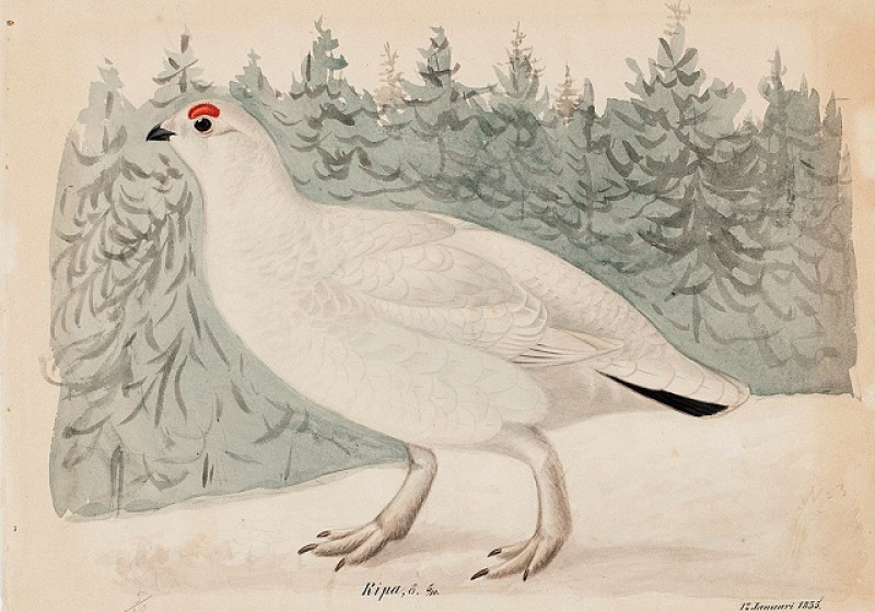Ptarmigan Tour – Exciting 2026 quest for this pure white grouse