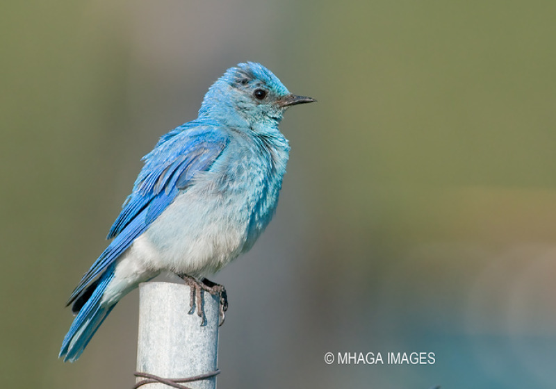 Signs of Spring Birding Tour: 2 great options