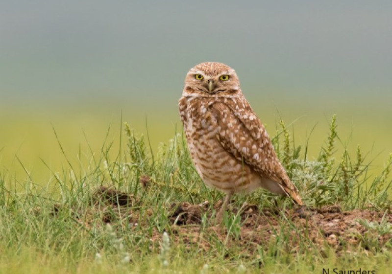 Canada – Saskatchewan Spring Birding Grand Tour: May 11-17, 2026