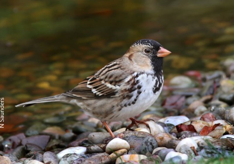 Canada – Saskatchewan Spring Birding Grand Tour: May 11-17, 2026