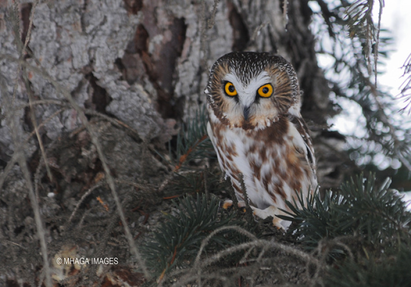 Night Sounds Nature Tour – 2 options for a unique natural experience