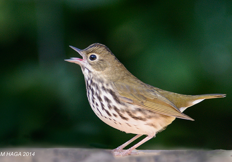 Birding by Ear Workshops