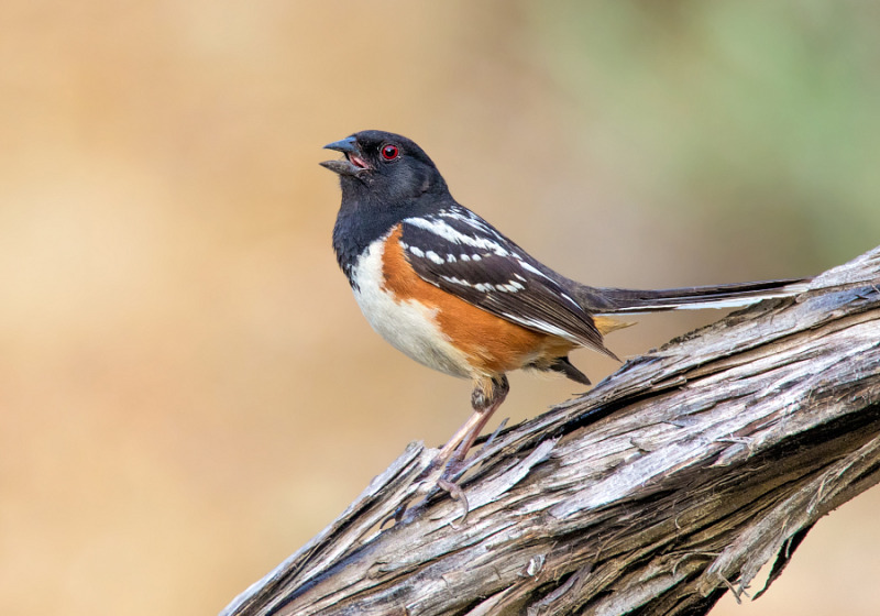 Birding Big Day Tour – 4 great options