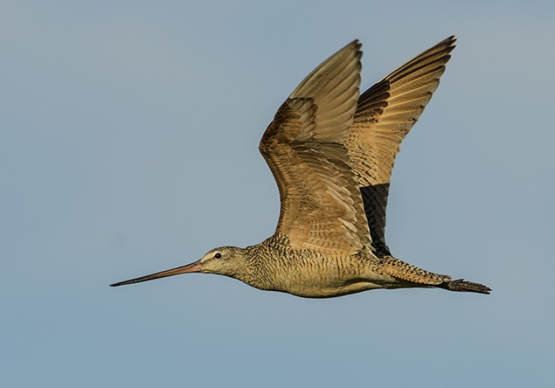 Marbled Godwit Viewing Tours – 2026