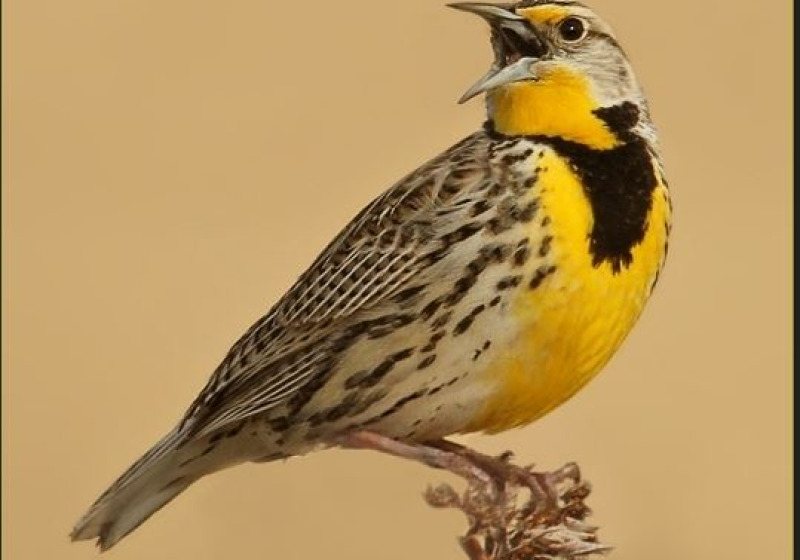 Meadowlark Tours – 2026