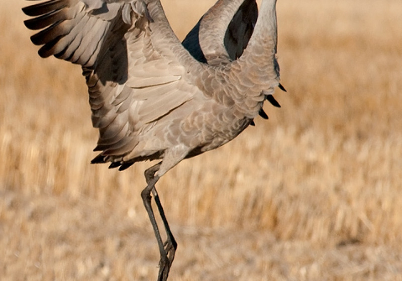 Sandhill Crane Photography Sessions 2026