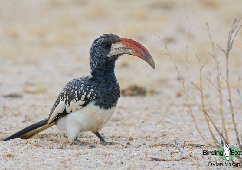 Southern Africa Birding Expedition: Namibia, Okavango & Victoria Falls