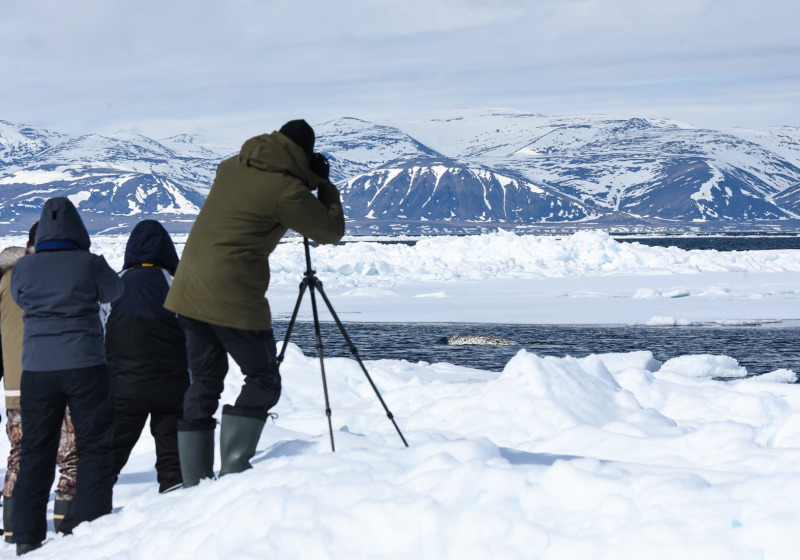 Narwhals & Polar Bears: Pond Inlet