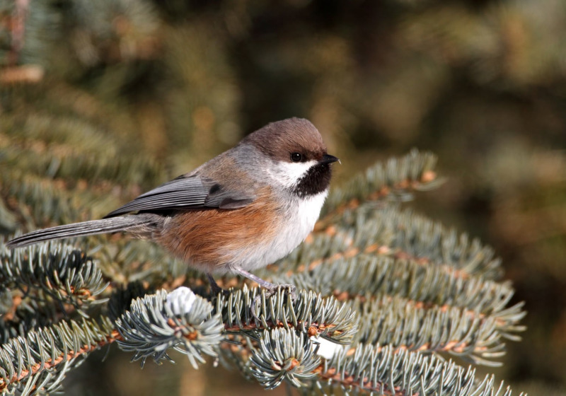 New Brunswick & Grand Manan