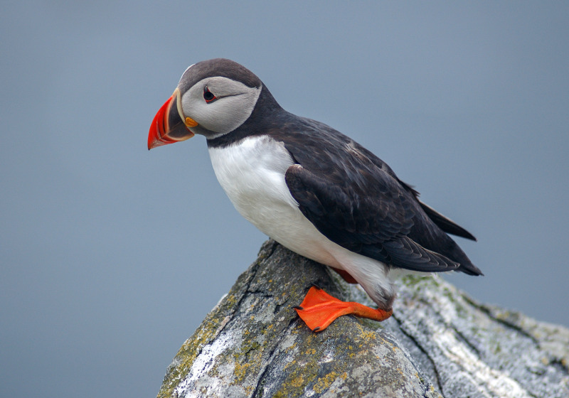 Newfoundland Birding with Canadian Geographic