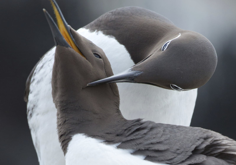 Newfoundland & Wild Labrador Cruise