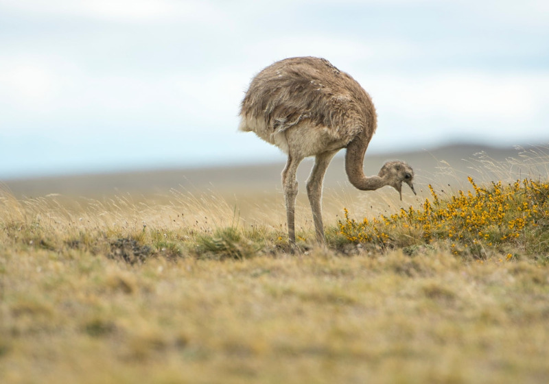 Patagonia Wildlife Safari