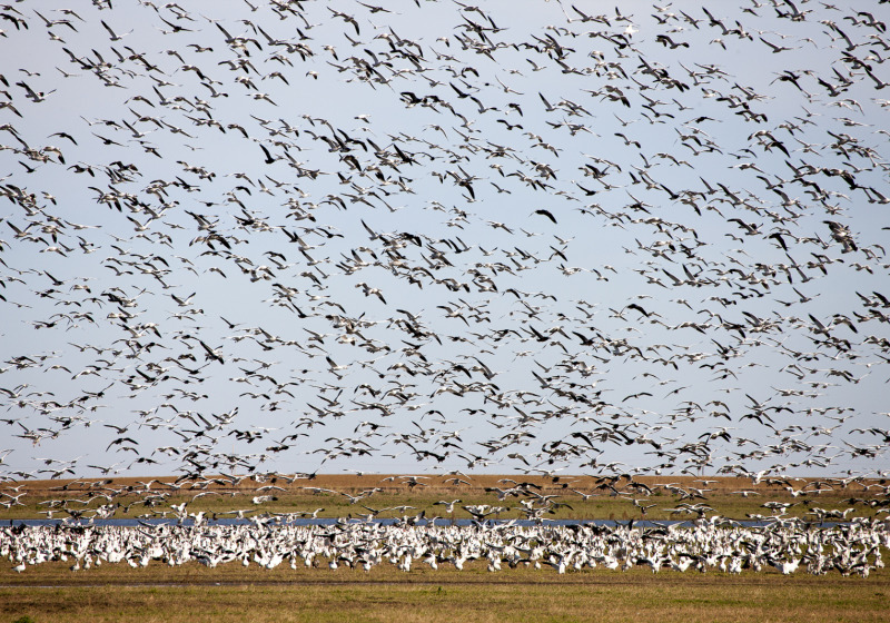 Saskatchewan Cranes & Geese