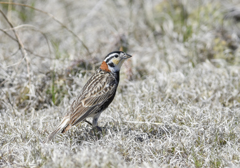 Saskatchewan in Spring