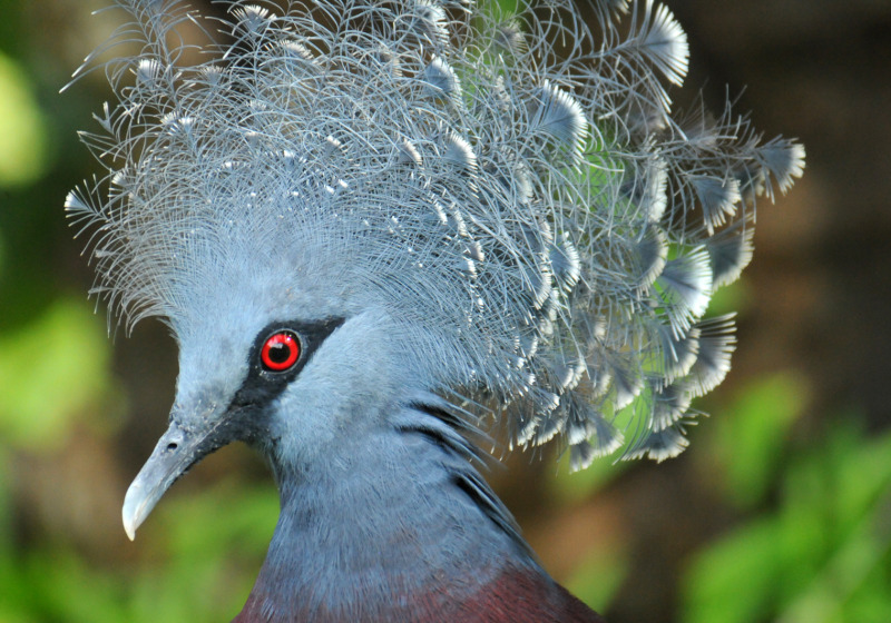 Secrets of Melanesia Cruise