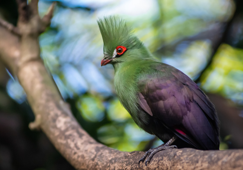 South Africa Birding & Wildlife Safari