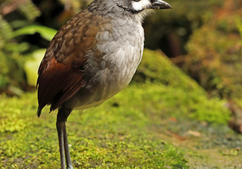 Southern Ecuador