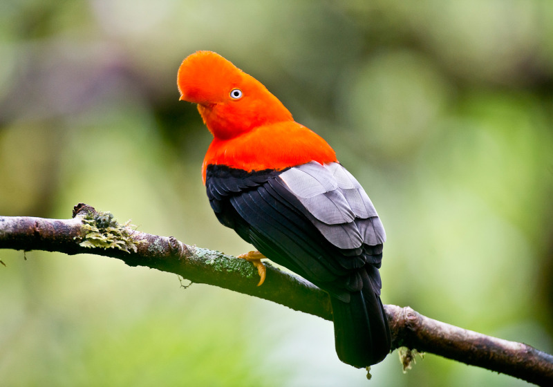 Southern Peru: Manu to Machu Picchu