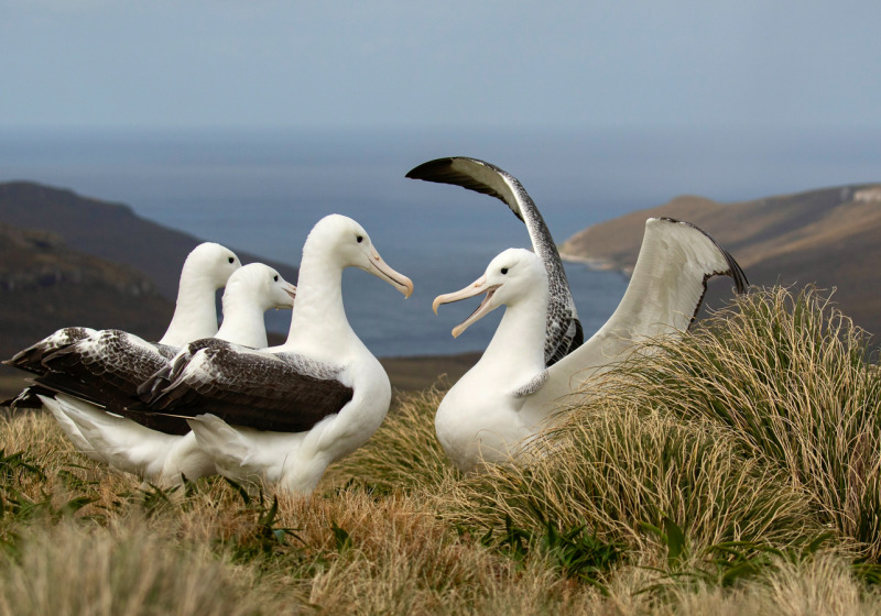 Subantarctic Islands Cruise