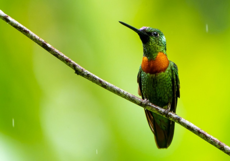Peru: Northern Andes Bird Tour