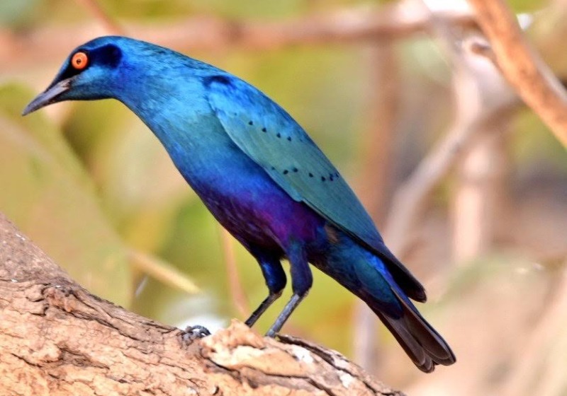 5 Day Gambia birdwatching Tour