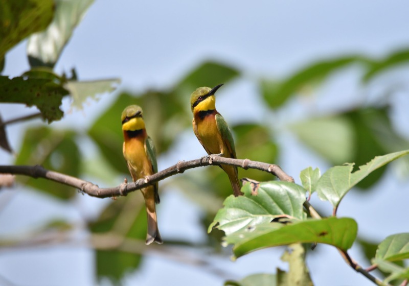 7 Day Classic Nature Adventure Birding - Gambia