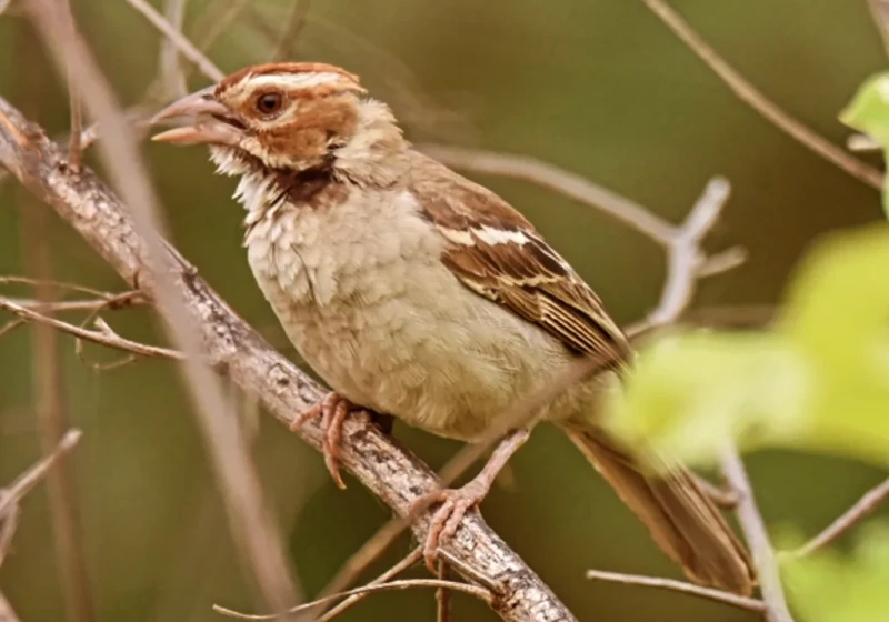 11-Day Gambia Birding Expedition