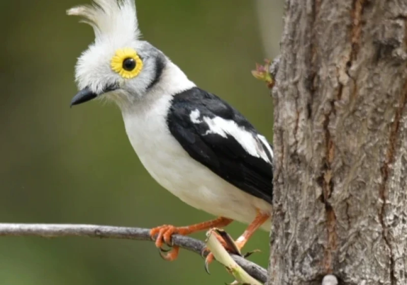 14 Day Comprehensive Nature Adventure Birding- Gambia-Senegal