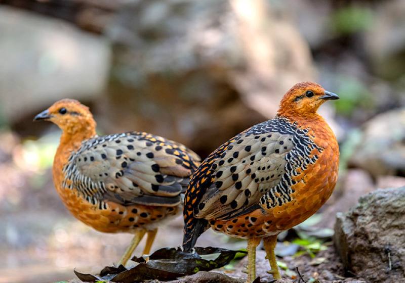 Kaeng Krachan Bird Watching 3 Days Trip