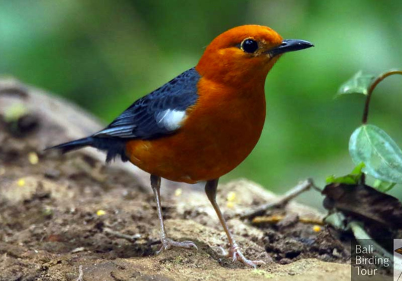 Bali Birding Tour - 4 day 3 night