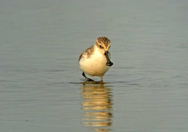 Khok Kham & Pak Thale Bird Watching 3 Days