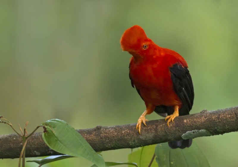 Araucana Lodge Bird Photography Tour