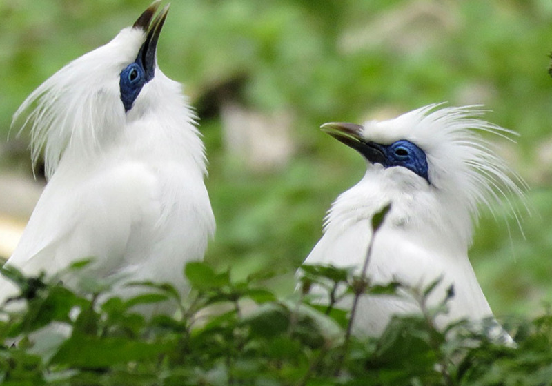 Full Day Bali Barat National Park Birding Tour