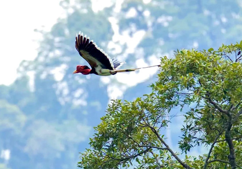 Explore Hornbill in Sri Phang-Nga & Khao Sok 5 Days