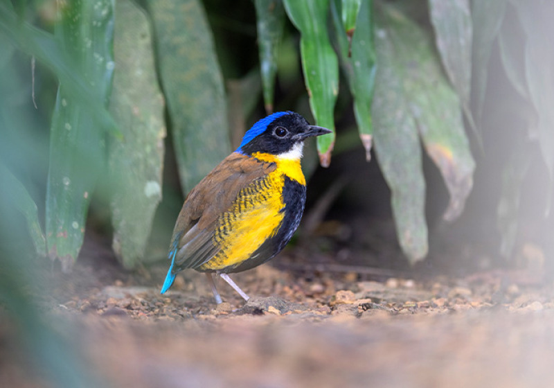 Khao Nor Chuchi Bird Watching 3 Days Trip