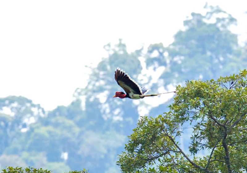 Khao Sok Bird Watching Day Trip