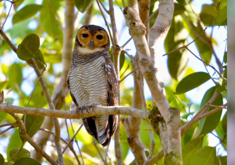 Krabi Mangrove Bird Watching Day Trip