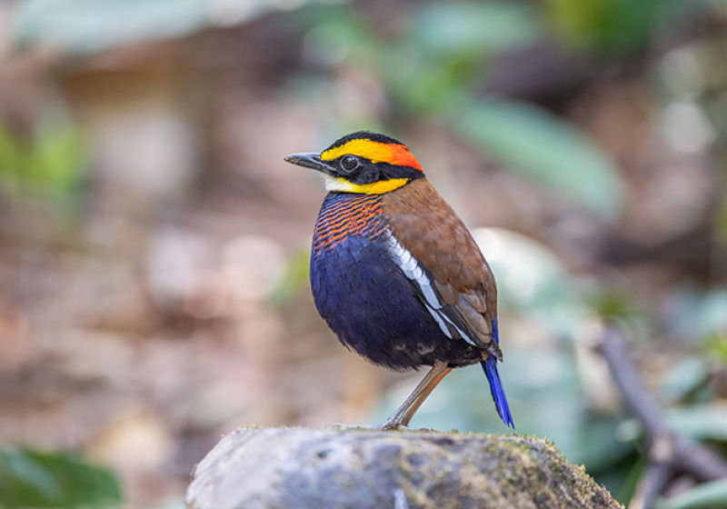 Sri Phang Nga Bird Watching Day Trip