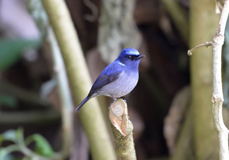 Doi Inthanon Bird Watching Day Trip