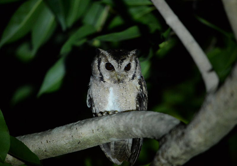 Kaeng Krachan Bird Watching Day Trip