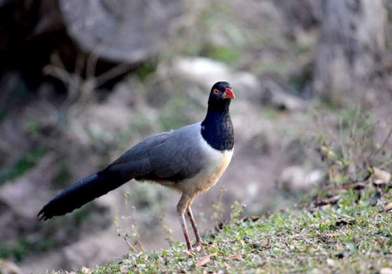 Khao Yai Bird Watching Day Trip